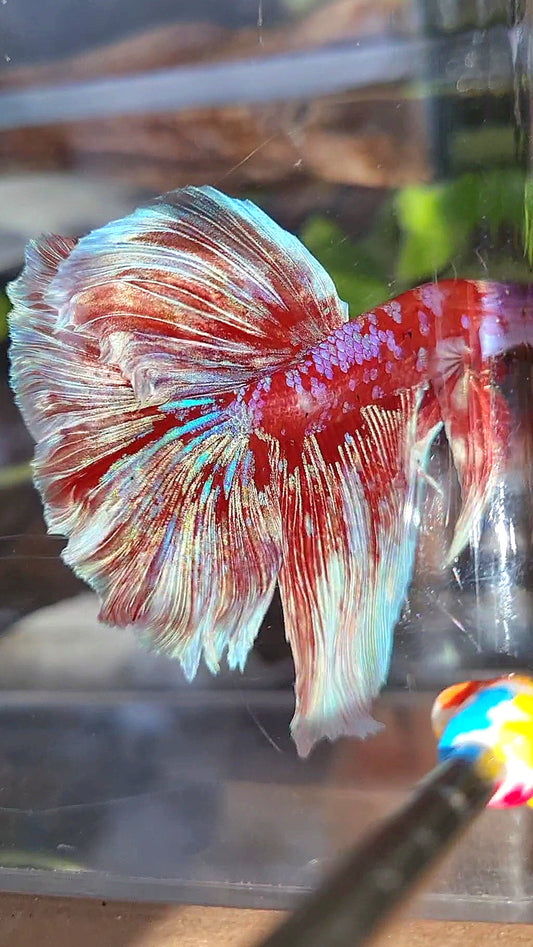 HALFMOON ROSETAIL BARONGSAI RED WHITE PURPLE GALAXY MULTICOLOR BETTA FISH