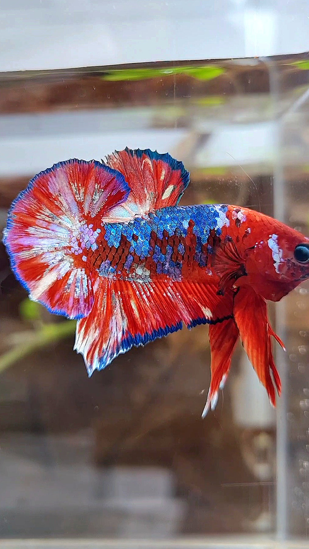 PLAKAT BARONGSAI RED WHITE GALAXY MULTICOLOR BETTA FISH