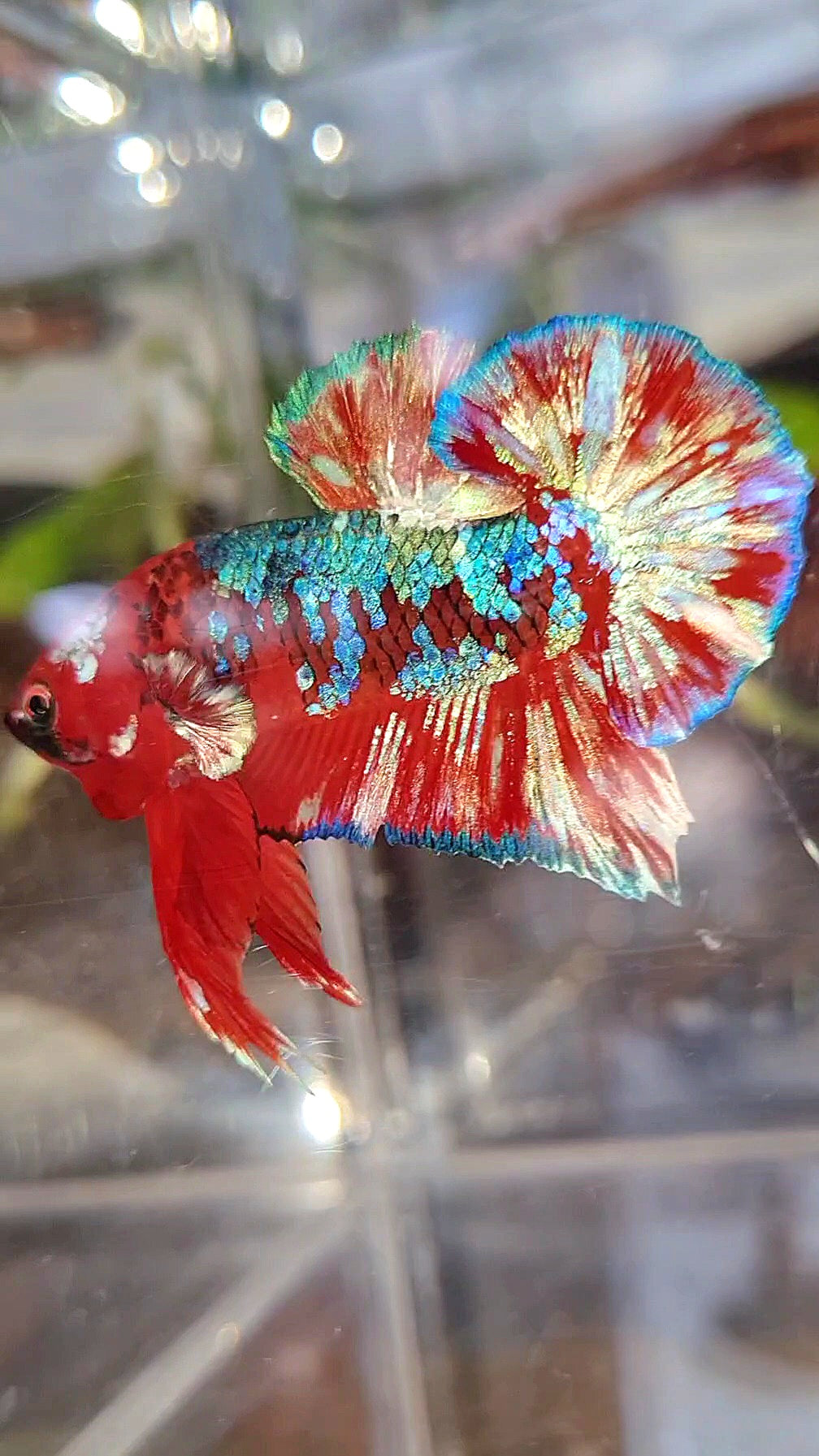 PLAKAT BARONGSAI RED WHITE GALAXY MULTICOLOR BETTA FISH
