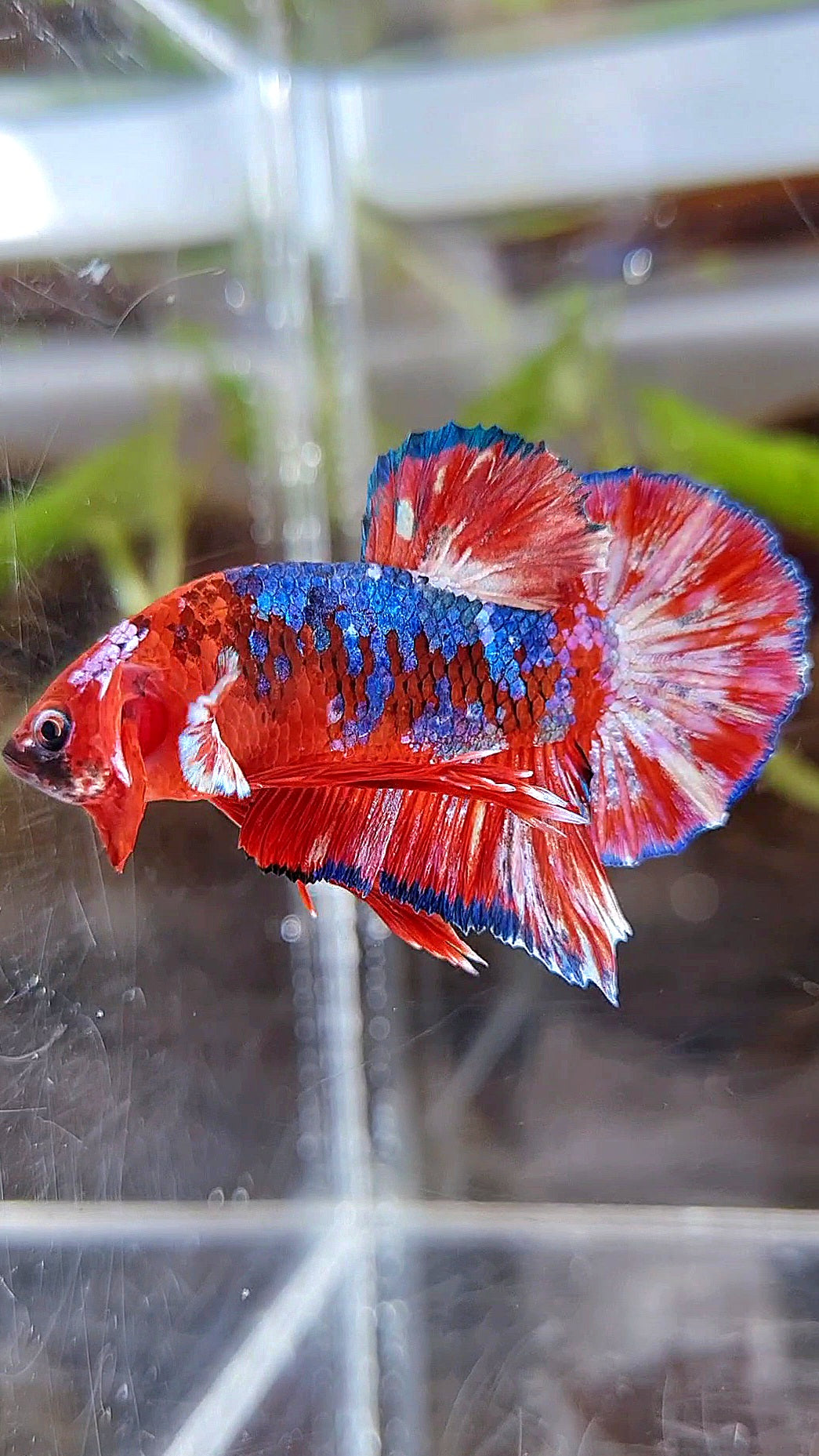 PLAKAT BARONGSAI RED WHITE GALAXY MULTICOLOR BETTA FISH