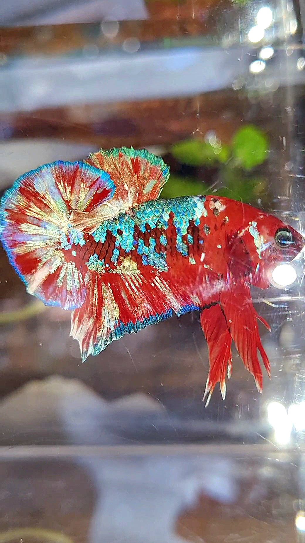 PLAKAT BARONGSAI RED WHITE GALAXY MULTICOLOR BETTA FISH