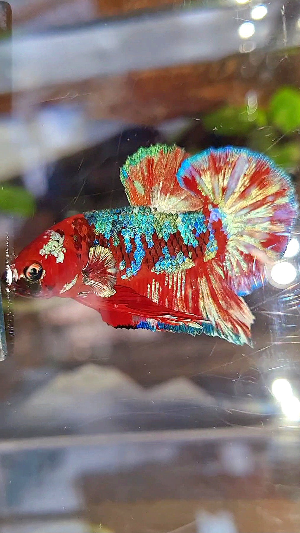 PLAKAT BARONGSAI RED WHITE GALAXY MULTICOLOR BETTA FISH