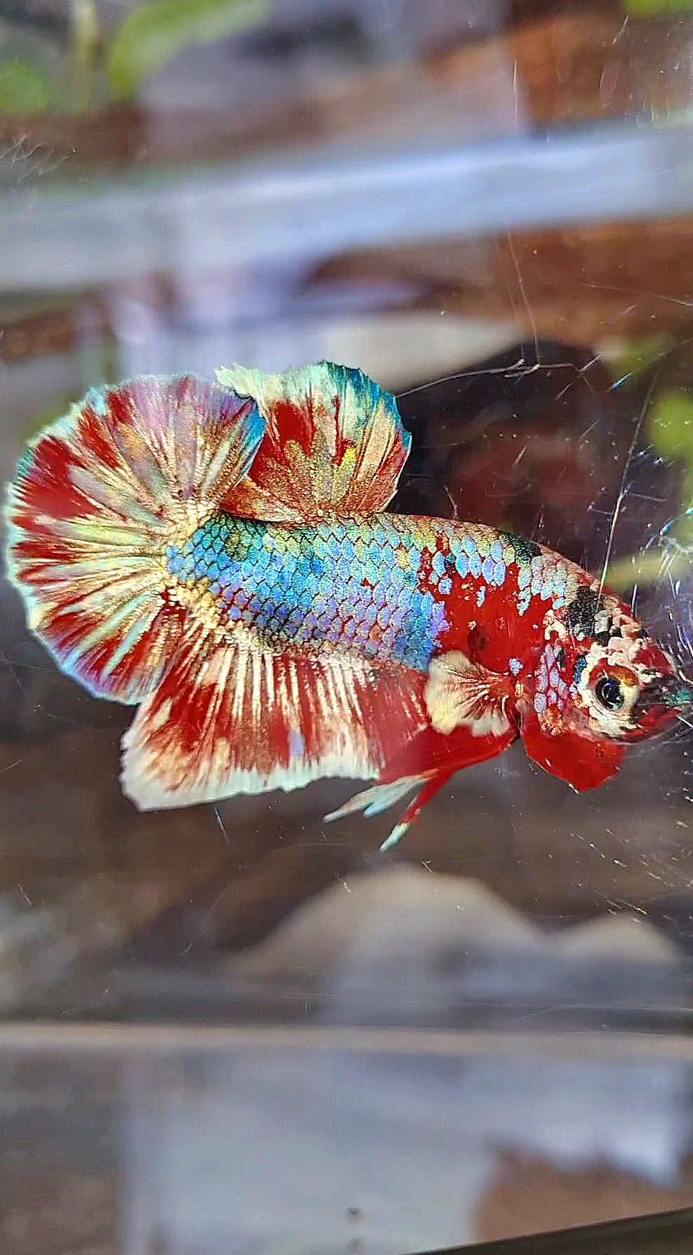 PLAKAT BIG EAR BARONGSAI RED WHITE GALAXY MULTICOLOR BETTA FISH