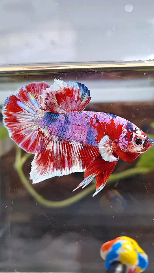 PLAKAT BIG EAR BARONGSAI RED WHITE GALAXY MULTICOLOR BETTA FISH