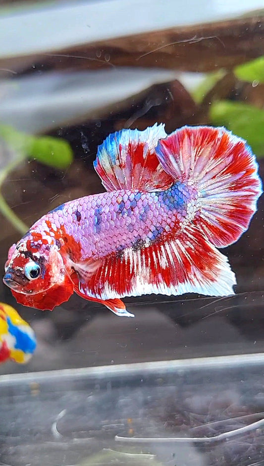 PLAKAT BIG EAR BARONGSAI RED WHITE GALAXY MULTICOLOR BETTA FISH