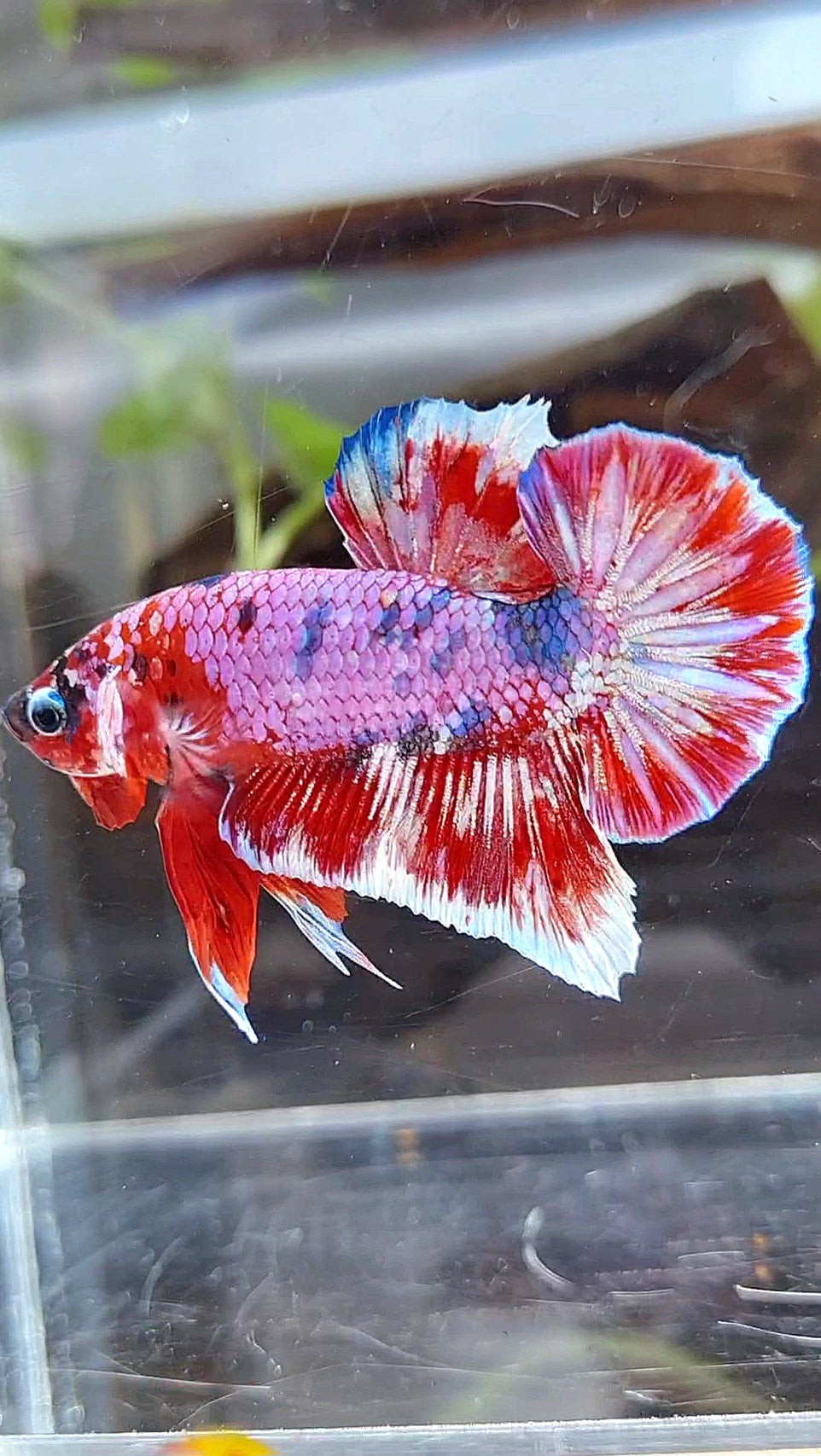 PLAKAT BIG EAR BARONGSAI RED WHITE GALAXY MULTICOLOR BETTA FISH
