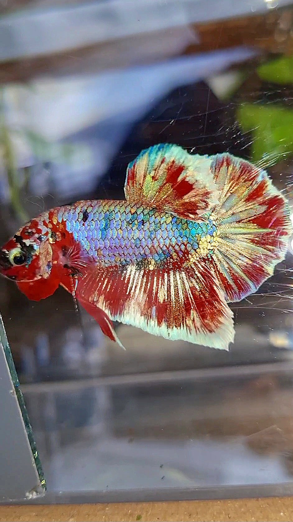 PLAKAT BIG EAR BARONGSAI RED WHITE GALAXY MULTICOLOR BETTA FISH