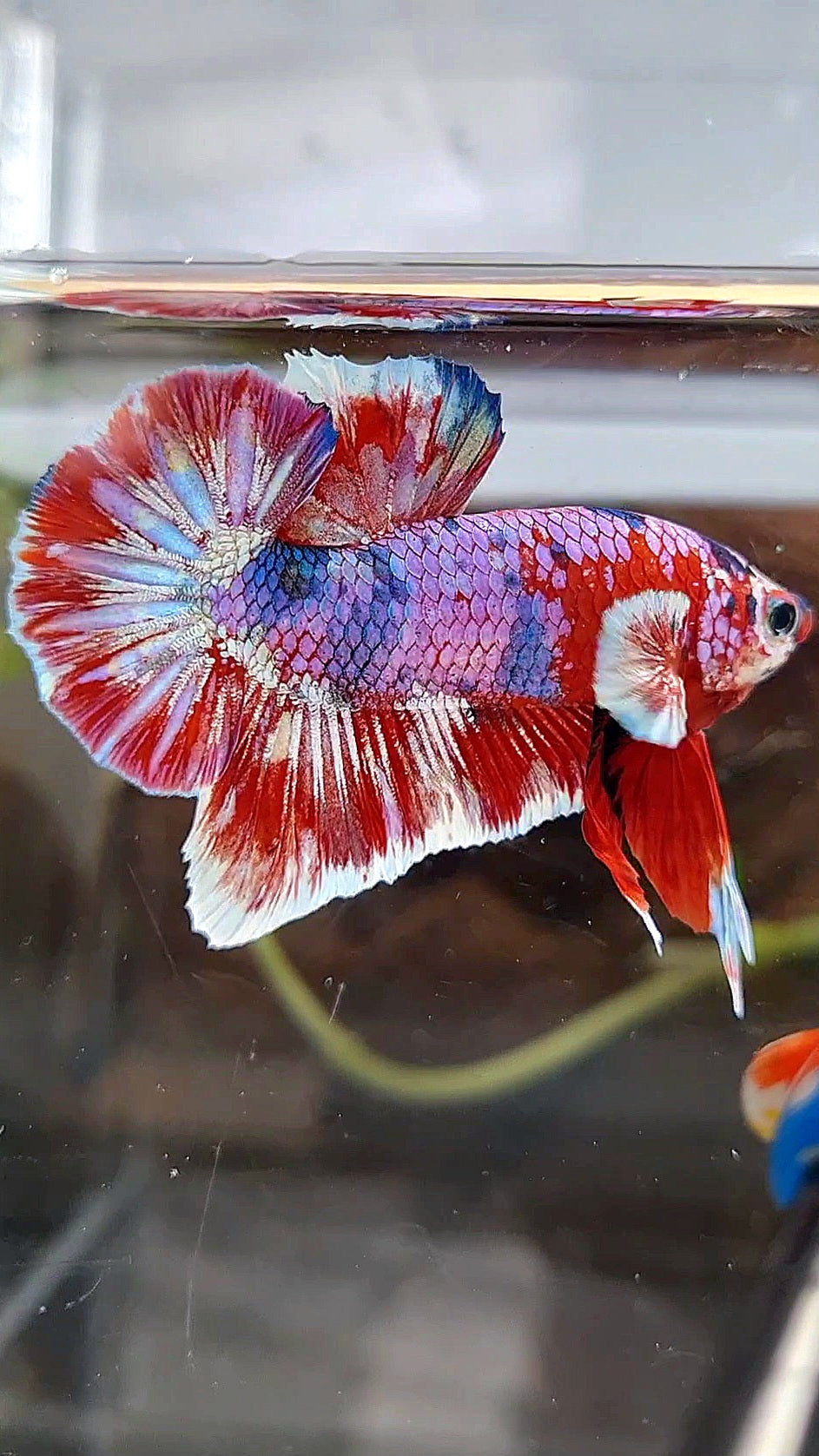 PLAKAT BIG EAR BARONGSAI RED WHITE GALAXY MULTICOLOR BETTA FISH