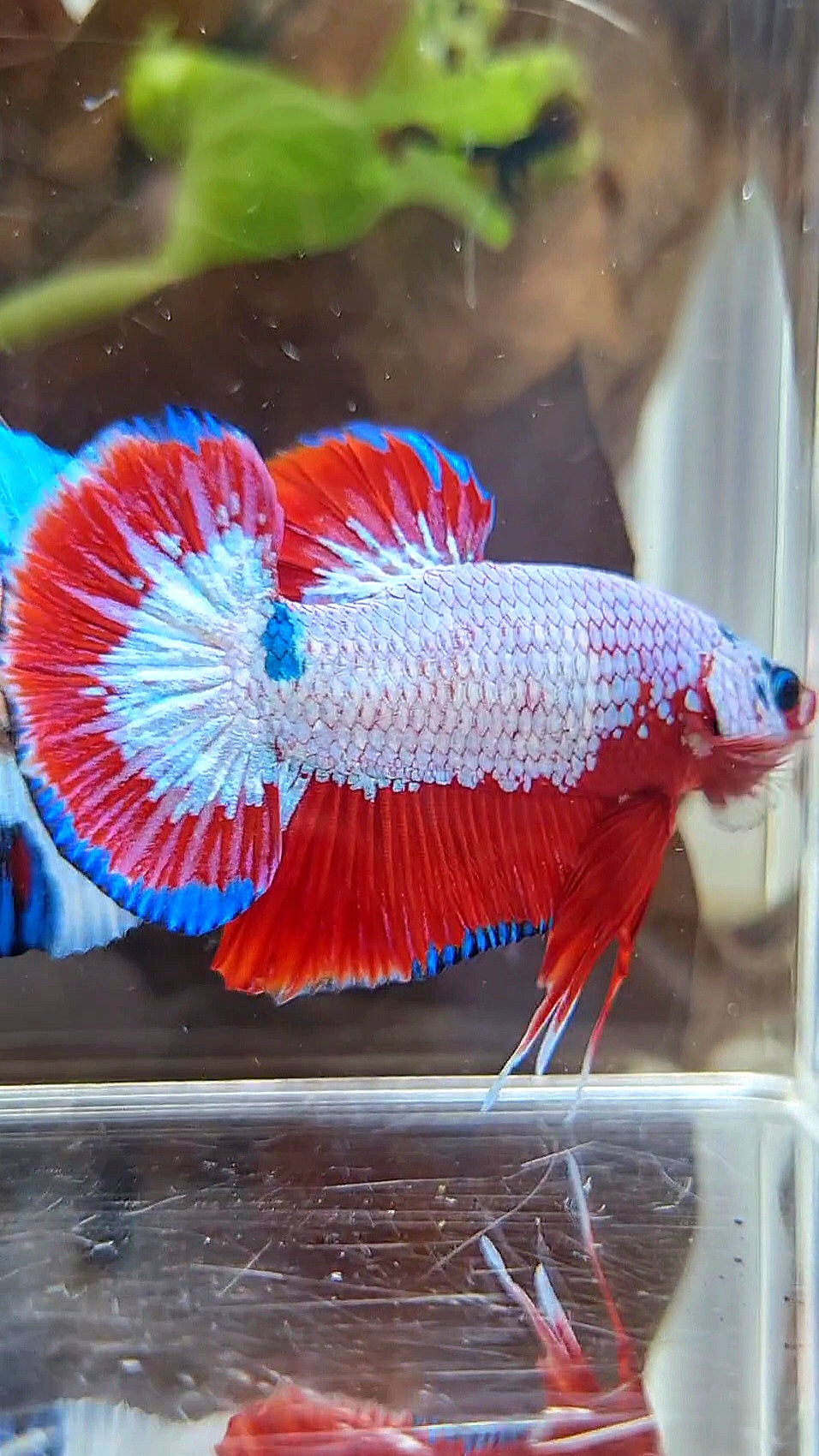 PLAKAT FANCY RED RIM BETTA FISH