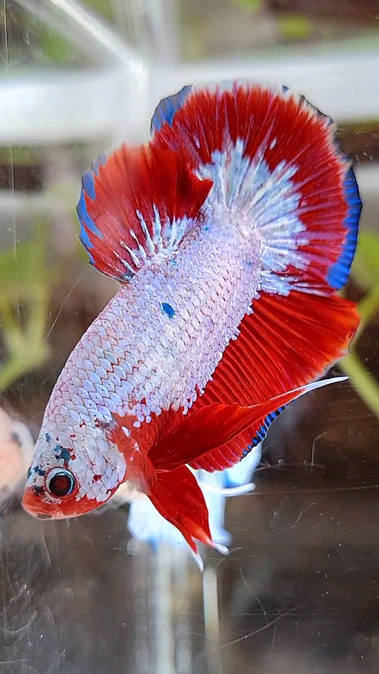 PLAKAT FANCY RED RIM BETTA FISH