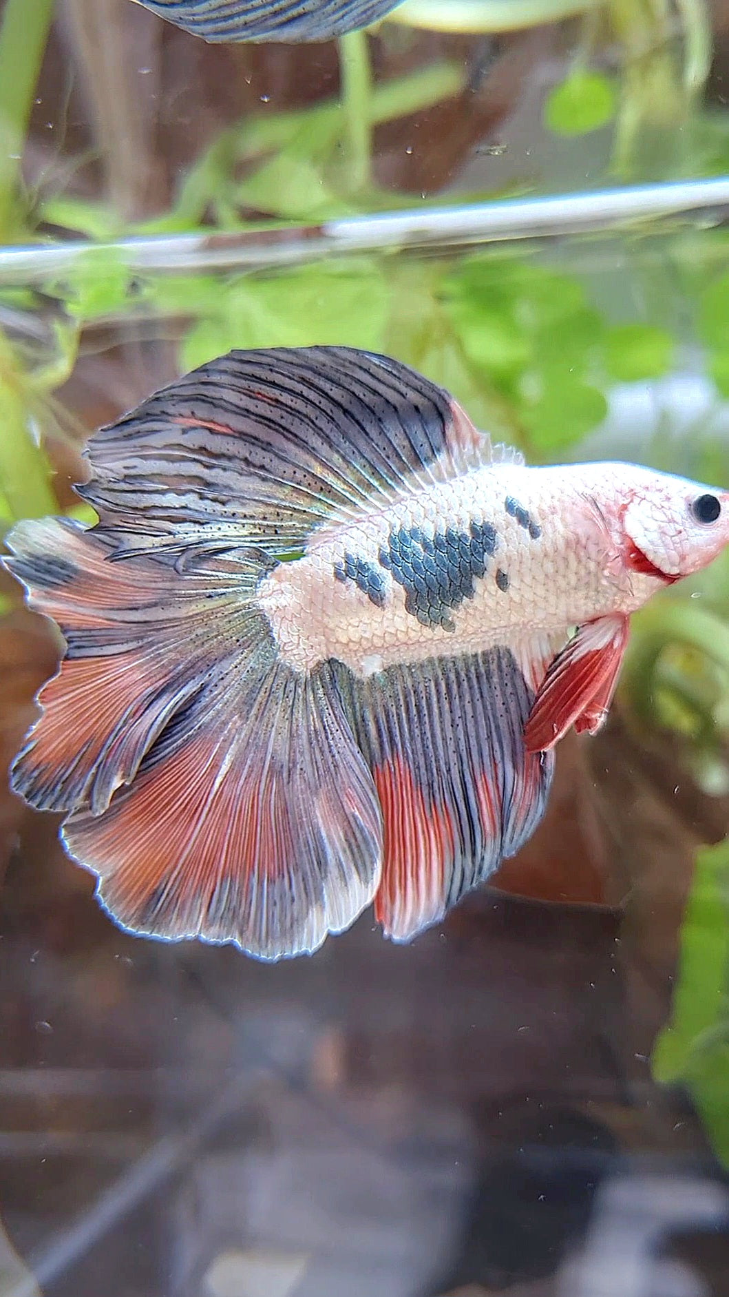 HALFMOON DOUBLE TAIL COPPER ORANGE RIM BETTA FISH