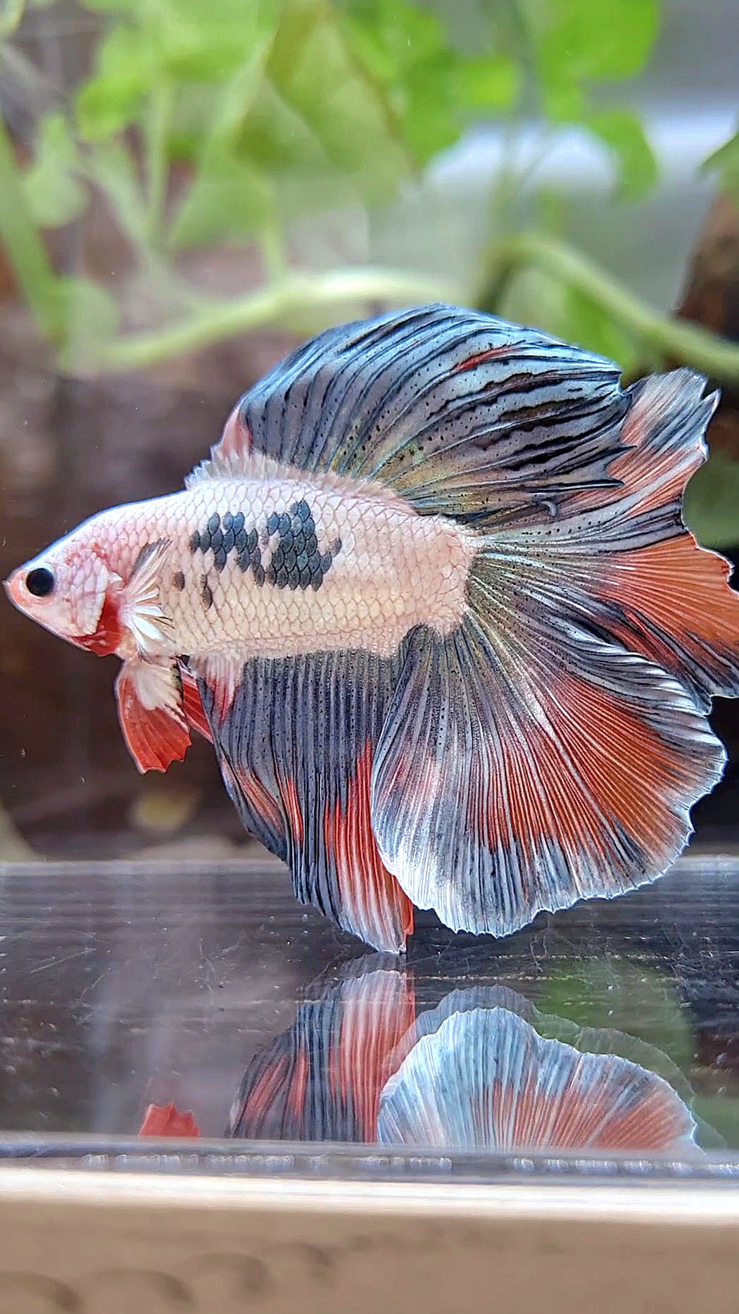 HALFMOON DOUBLE TAIL COPPER ORANGE RIM BETTA FISH