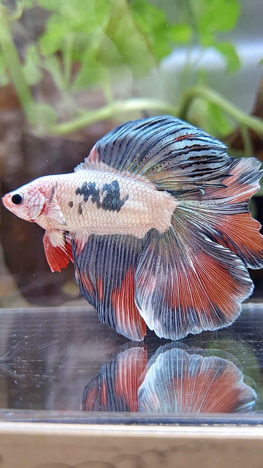 HALFMOON DOUBLE TAIL COPPER ORANGE RIM BETTA FISH
