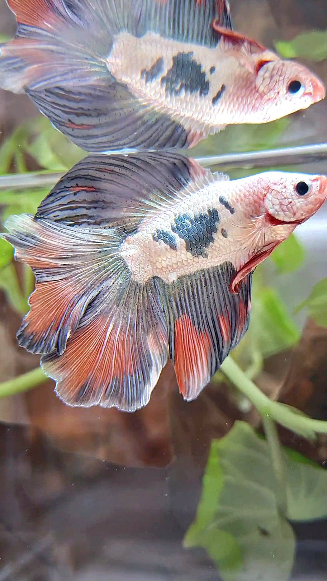 HALFMOON DOUBLE TAIL COPPER ORANGE RIM BETTA FISH