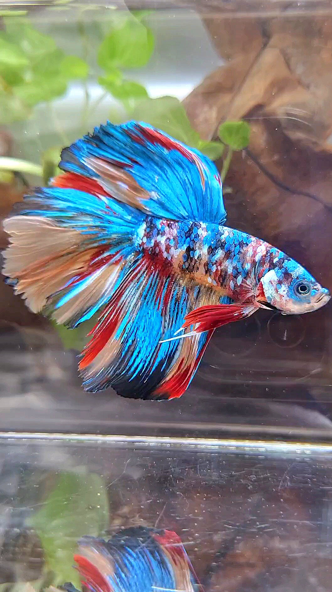 HALFMOON ROSETAIL SUPER GALAXY MULTICOLOR BETTA FISH