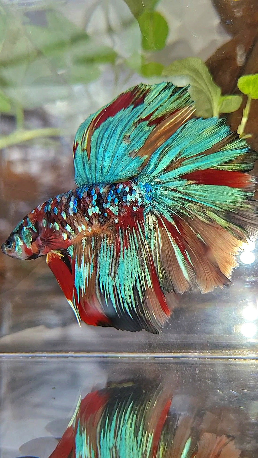 HALFMOON ROSETAIL SUPER GALAXY MULTICOLOR BETTA FISH