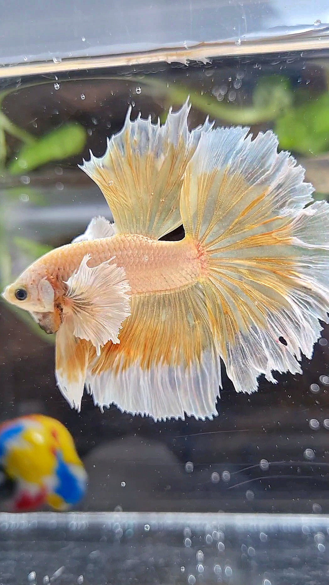 HALFMOON DUMBO EAR ROSETAIL GOLD BETTA FISH