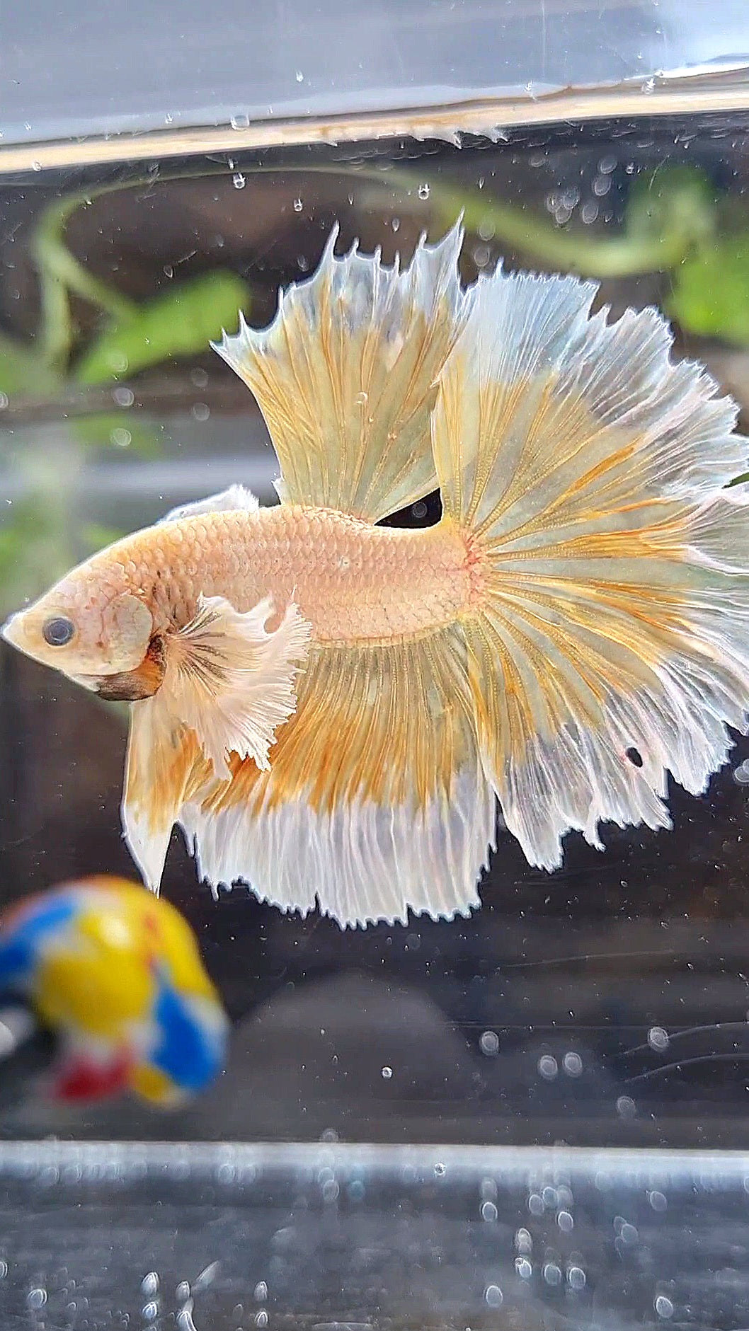 HALFMOON DUMBO EAR ROSETAIL GOLD BETTA FISH