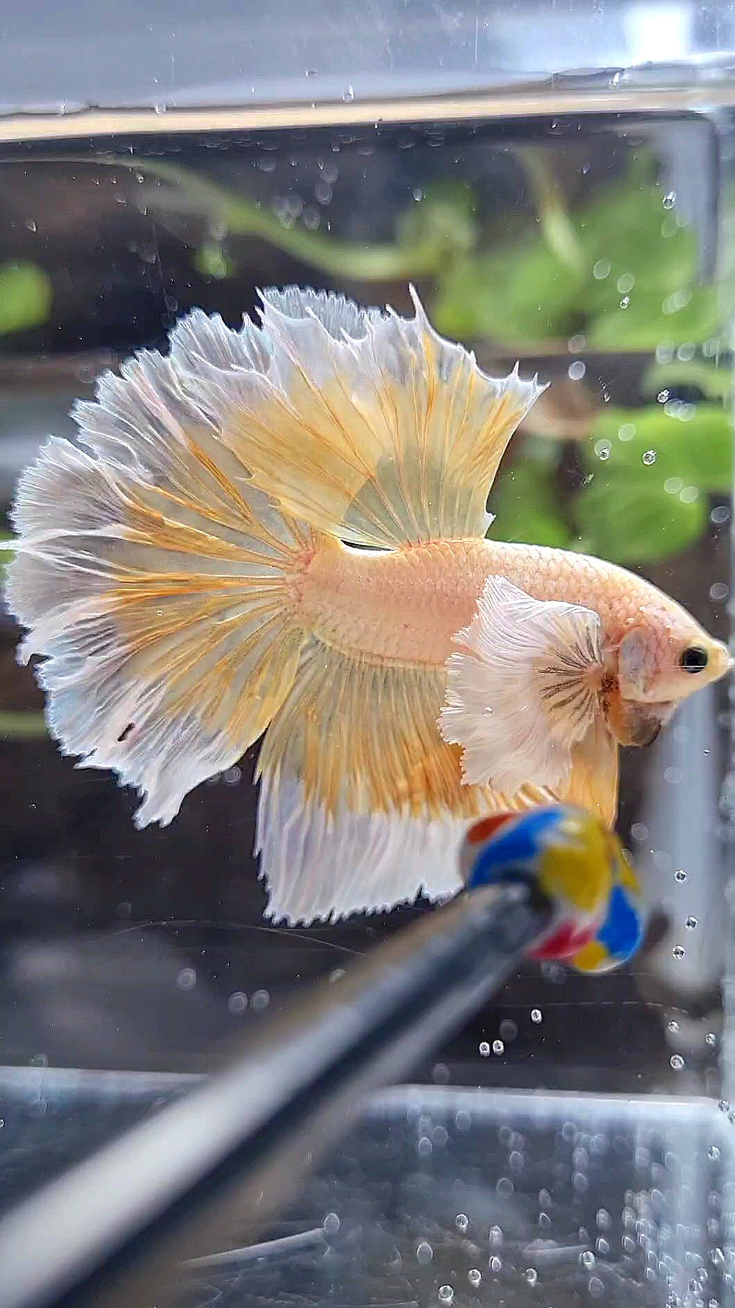 HALFMOON DUMBO EAR ROSETAIL GOLD BETTA FISH