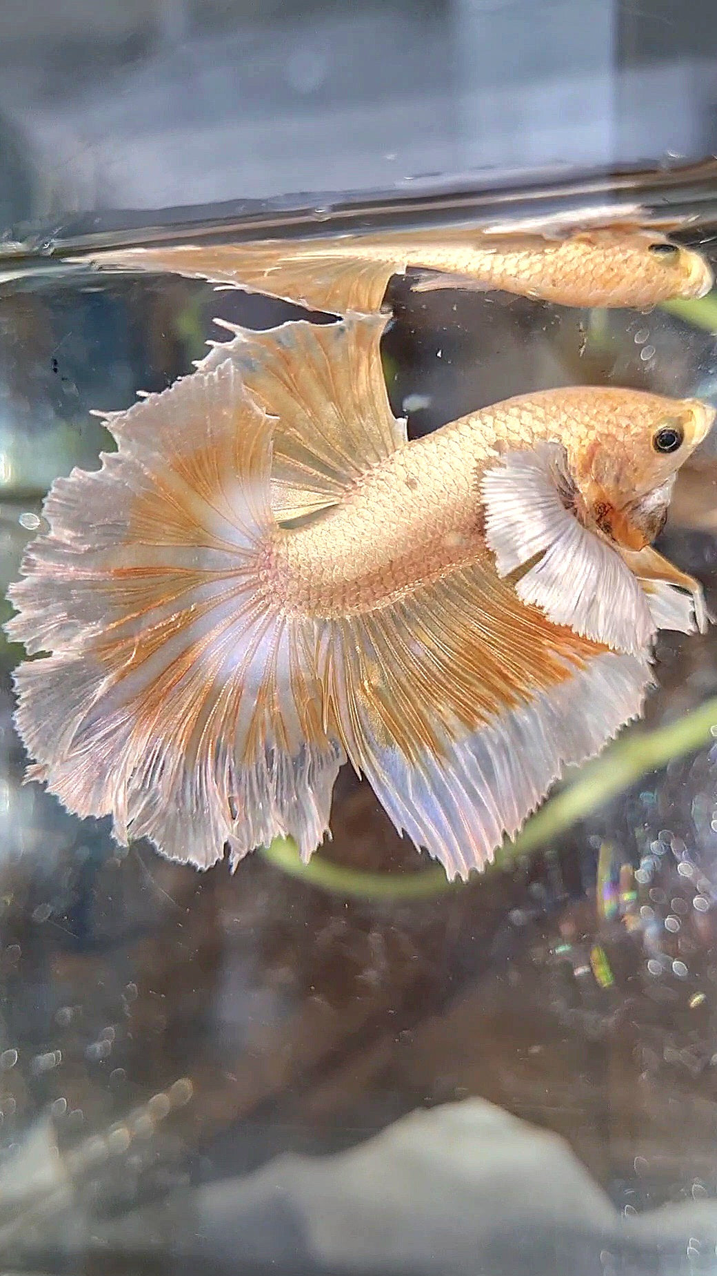 HALFMOON DUMBO EAR ROSETAIL GOLD BETTA FISH