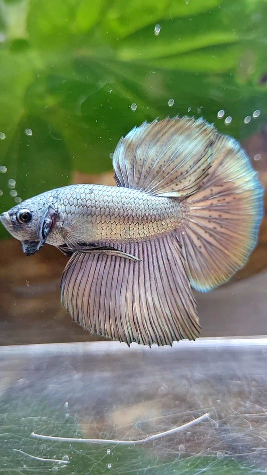 4 FISH HALFMOON COPPER, HALFMOON MULTICOLOR PINK, HALFMOON SUPER DOTS, FEMALE HALFMOON COPPER BETTA FISH