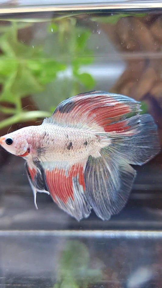 HALFMOON DOUBLE TAIL COPPER RIM FLAMINGGO BETTA FISH