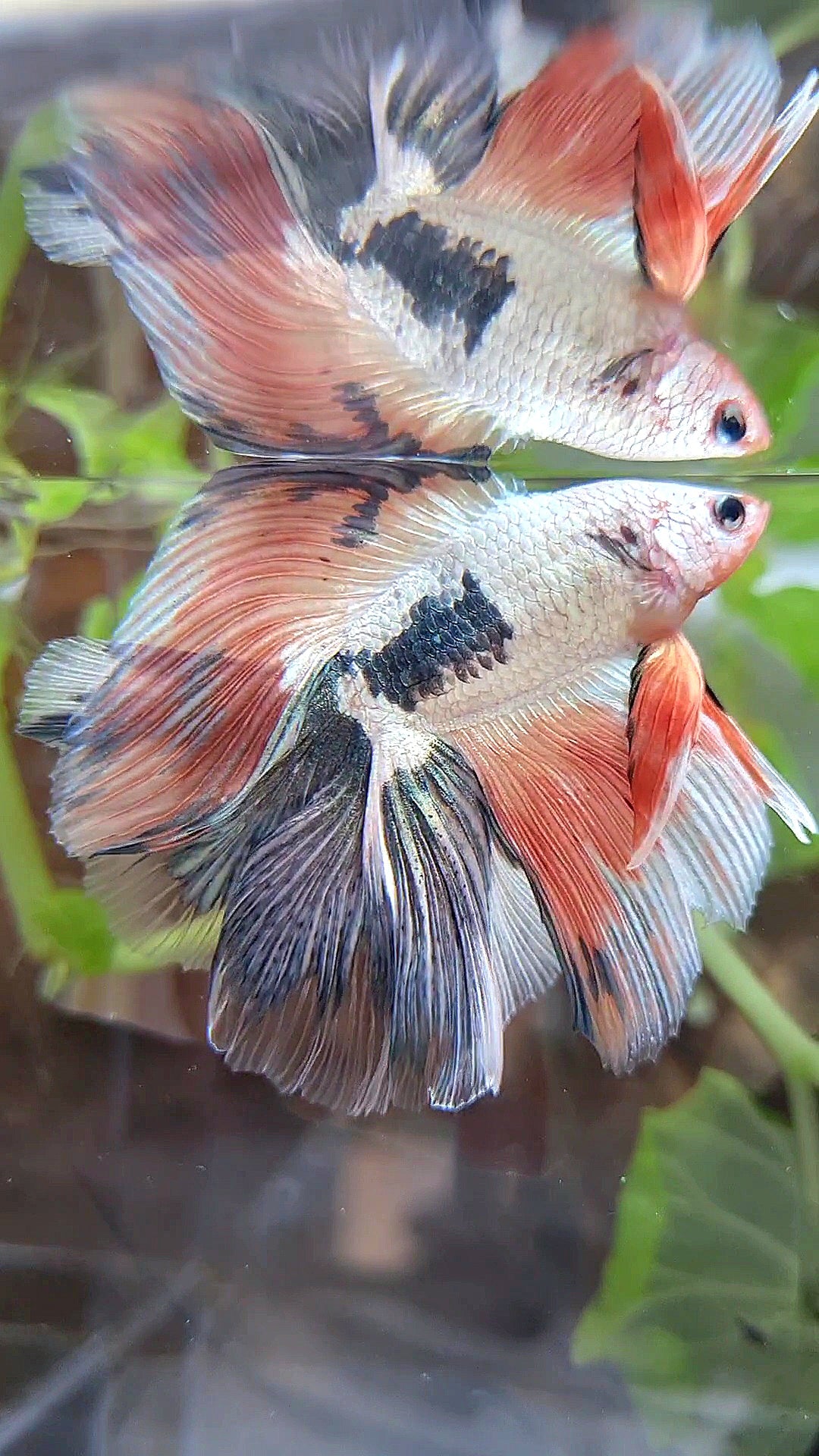 HALFMOON DOUBLE TAIL COPPER FLAMINGGO RIM BETTA FISH