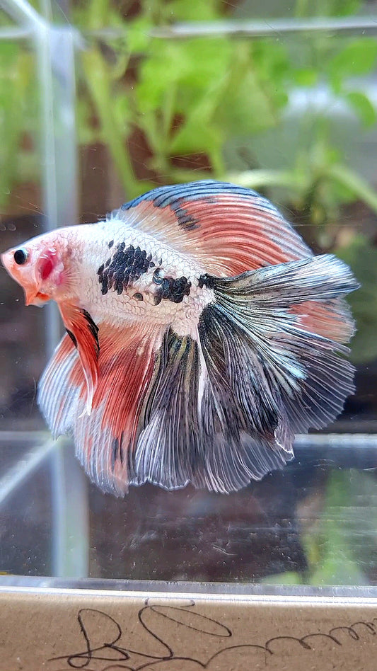 HALFMOON DOUBLE TAIL COPPER FLAMINGGO RIM BETTA FISH