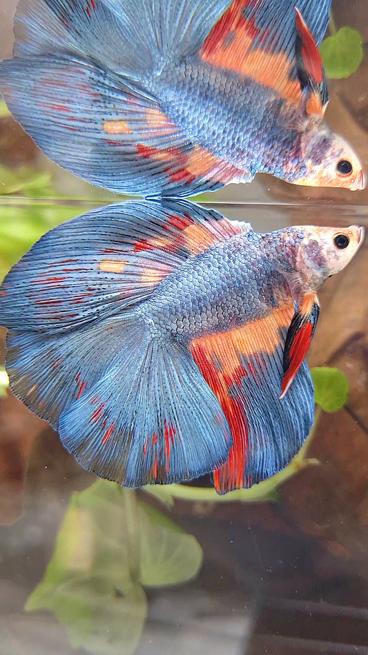HALFMOON DOUBLE TAIL BLUE GRAY NEMO VARIATION BETTA FISH