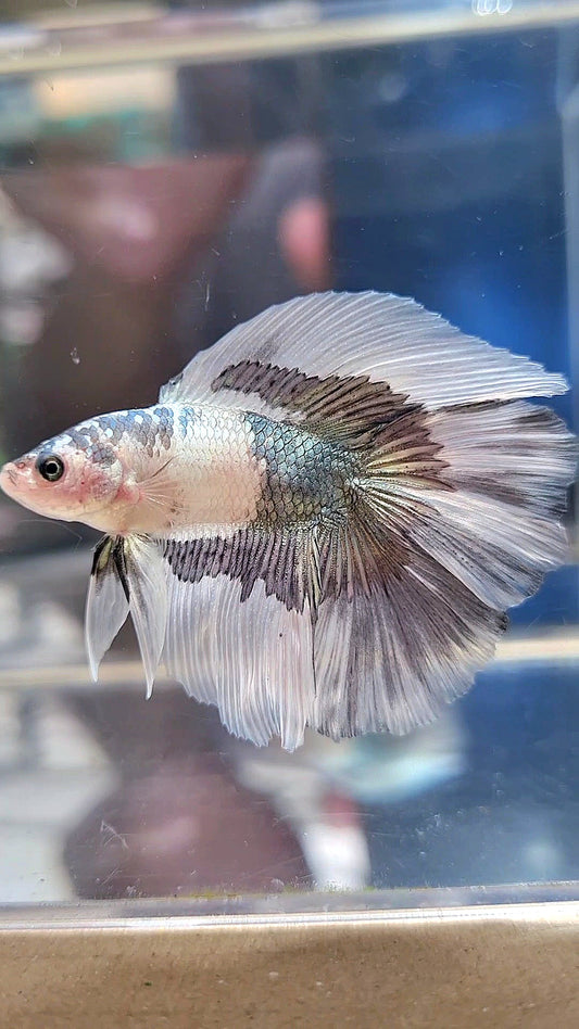 HALFMOON DOUBLE TAIL COPPER BUTTERFLY BETTA FISH