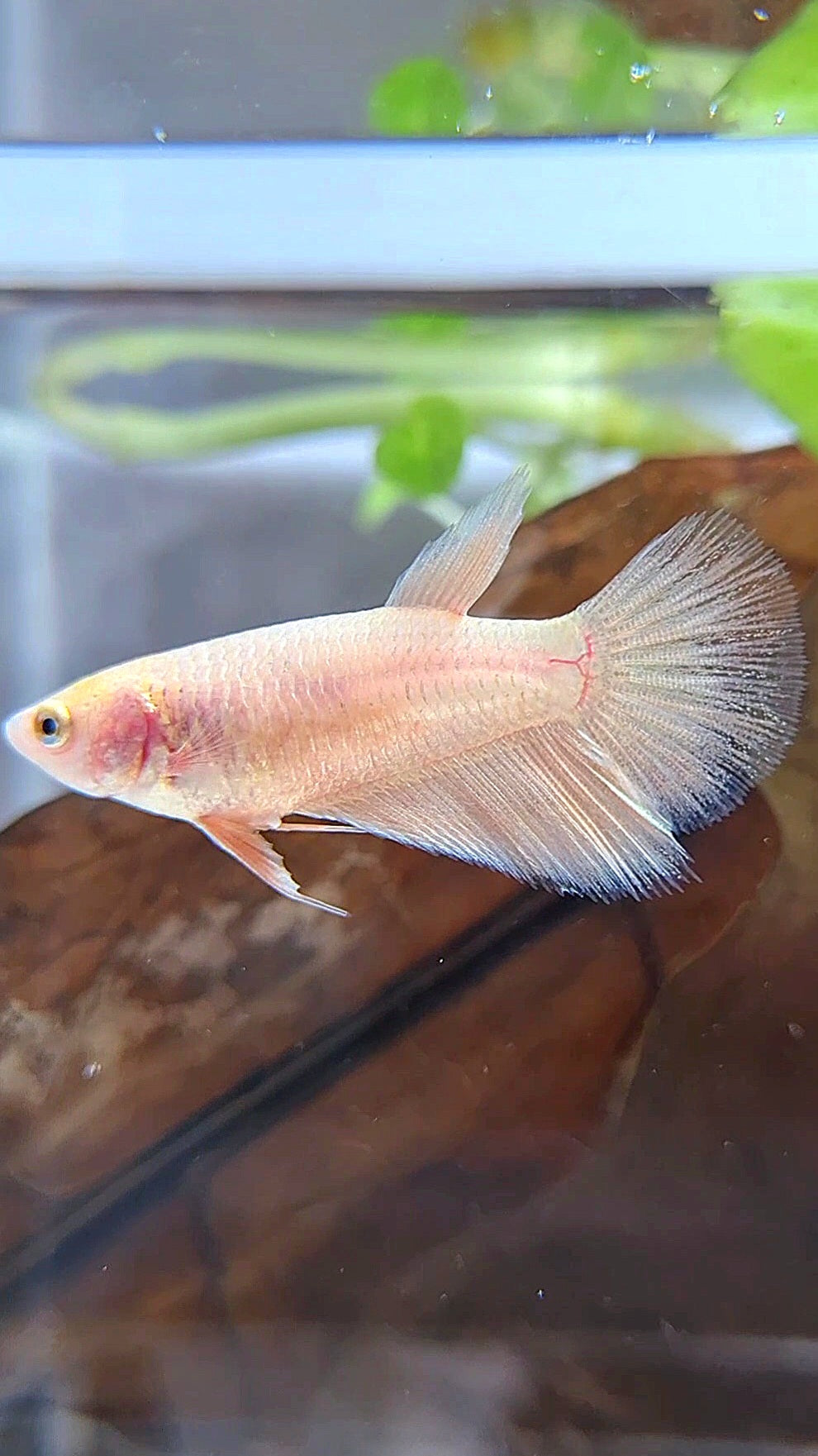 FEMALE HALFMOON GOLD BETTA FISH