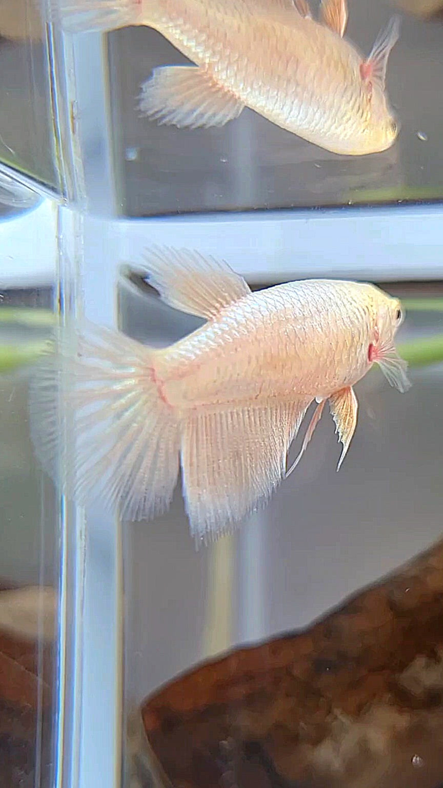 FEMALE HALFMOON GOLD BETTA FISH