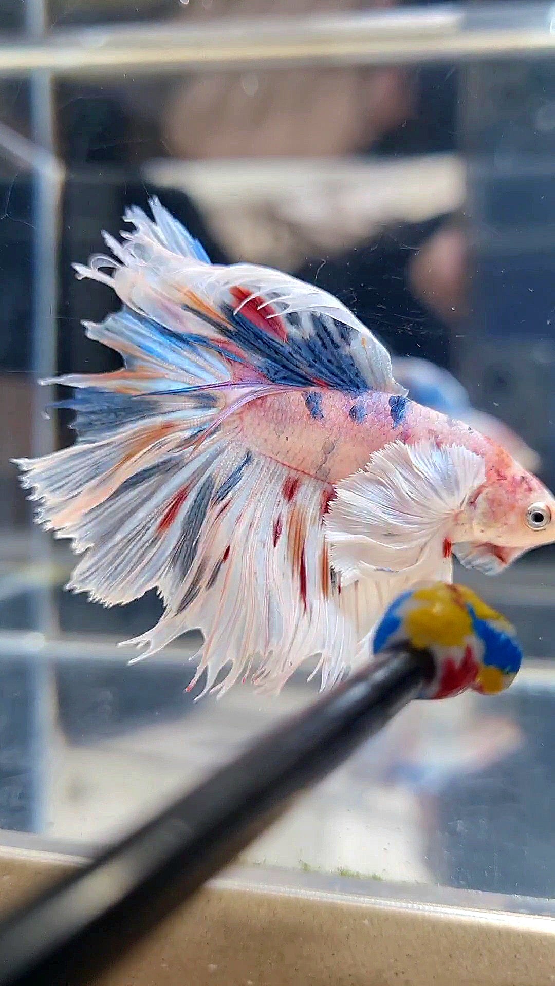 HALFMOON DUMBO EAR WHITE MULTICOLOR BETTA FISH