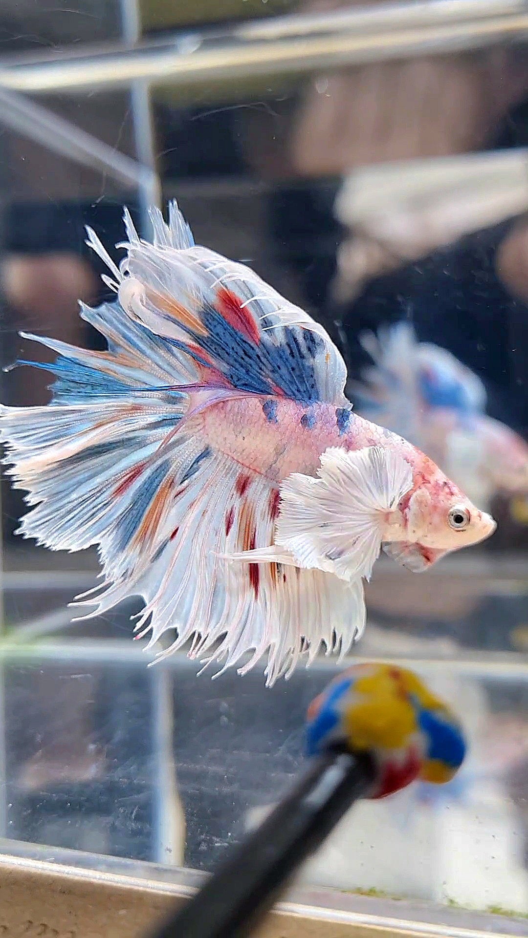 HALFMOON DUMBO EAR WHITE MULTICOLOR BETTA FISH