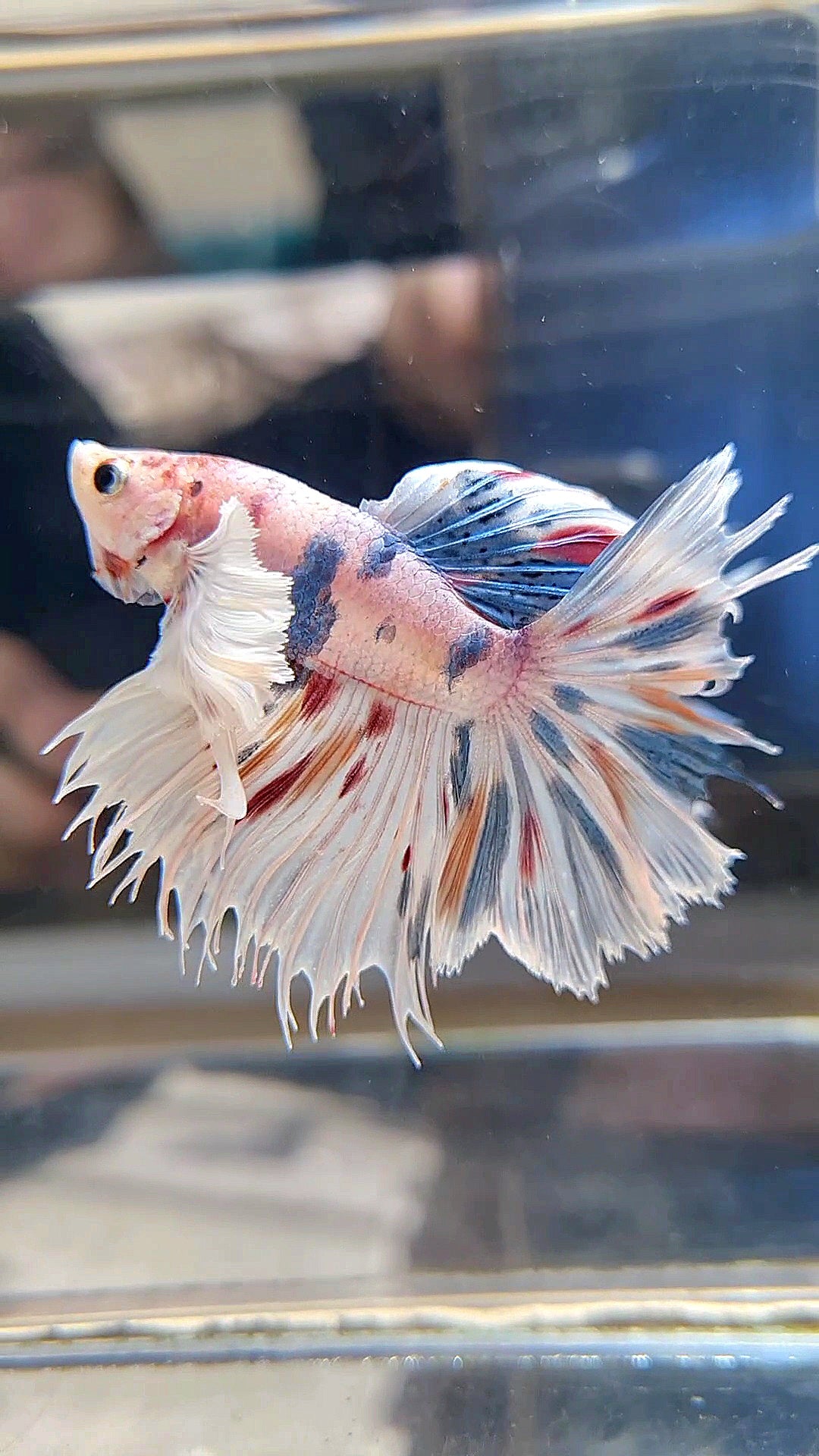 HALFMOON DUMBO EAR WHITE MULTICOLOR BETTA FISH