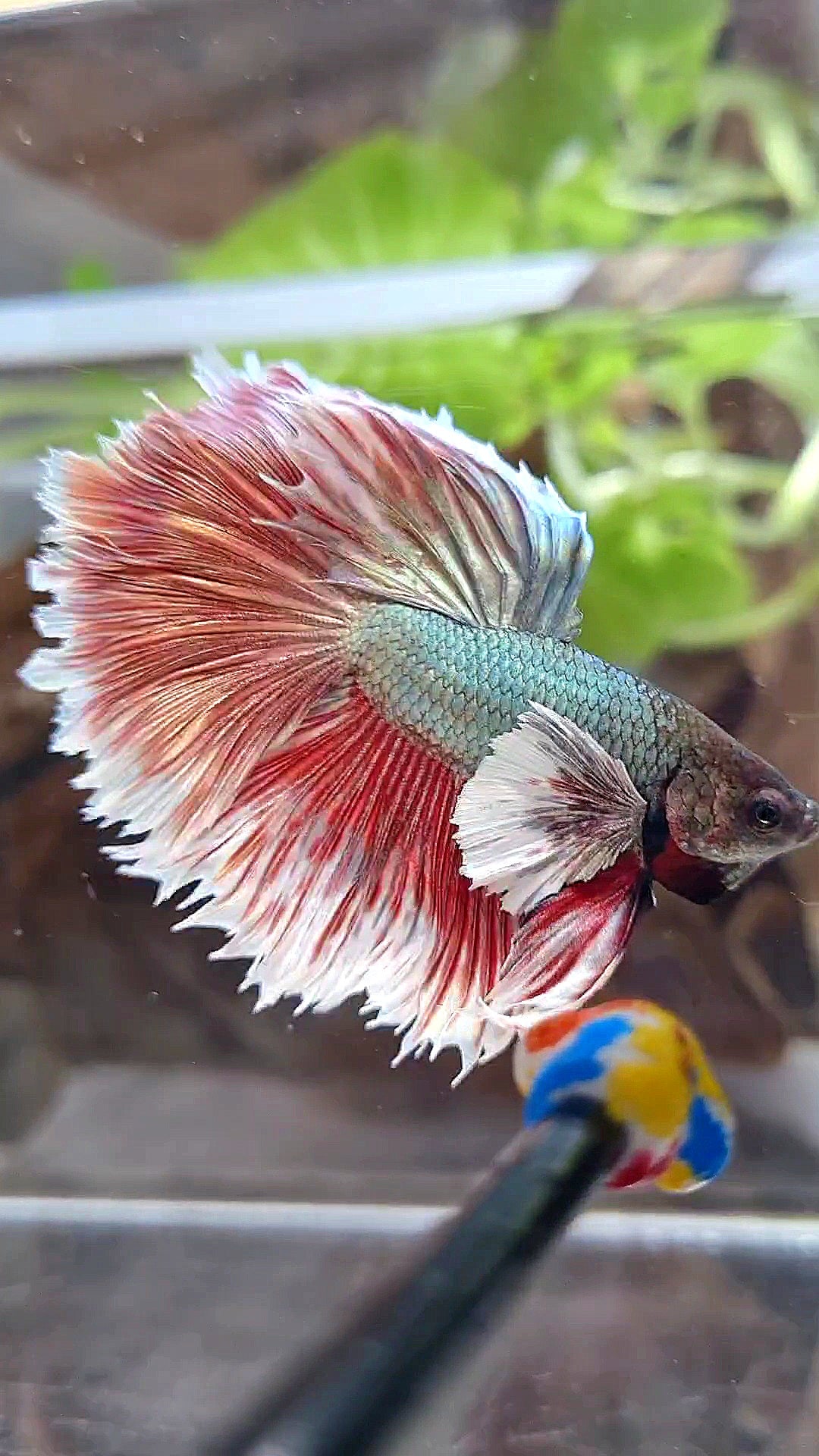 HALFMOON DUMBO EAR ROSETAIL RED COPPER BETTA FISH