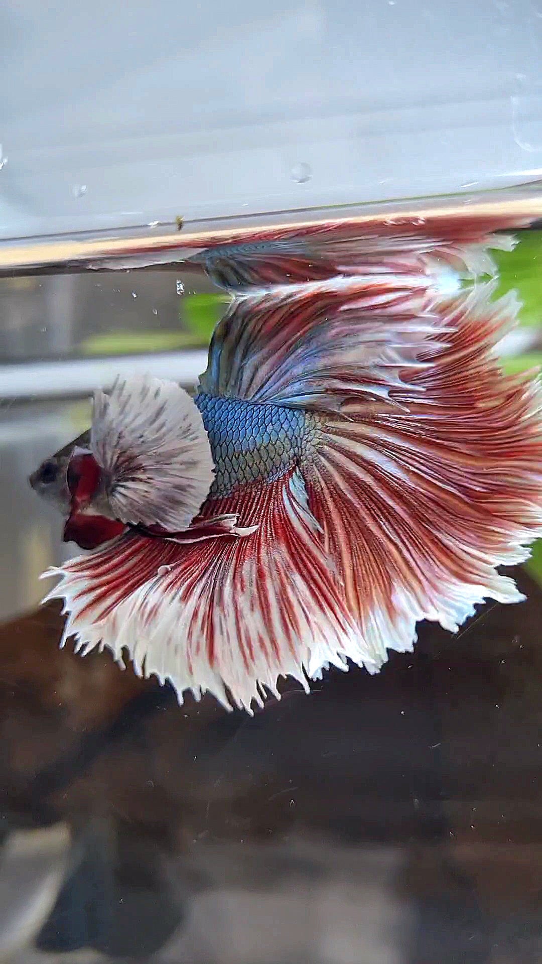 HALFMOON DUMBO EAR ROSETAIL RED COPPER BETTA FISH