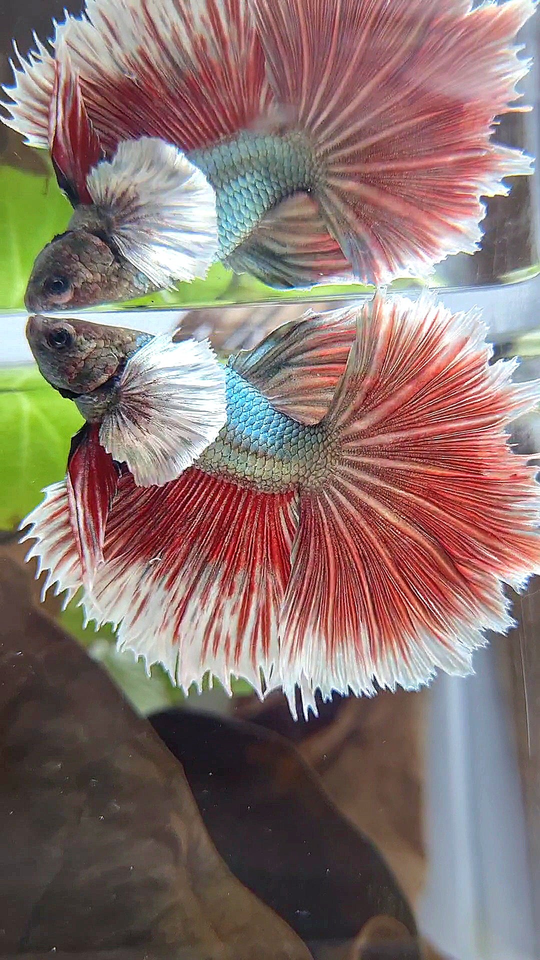 HALFMOON DUMBO EAR ROSETAIL RED COPPER BETTA FISH
