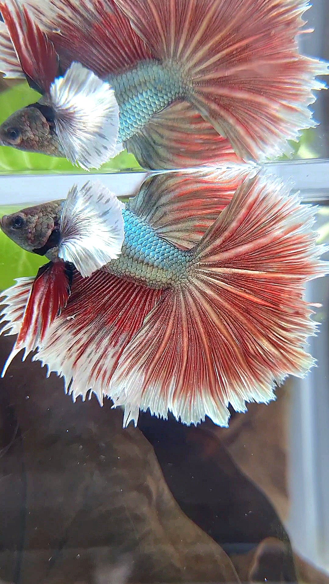 HALFMOON DUMBO EAR ROSETAIL RED COPPER BETTA FISH