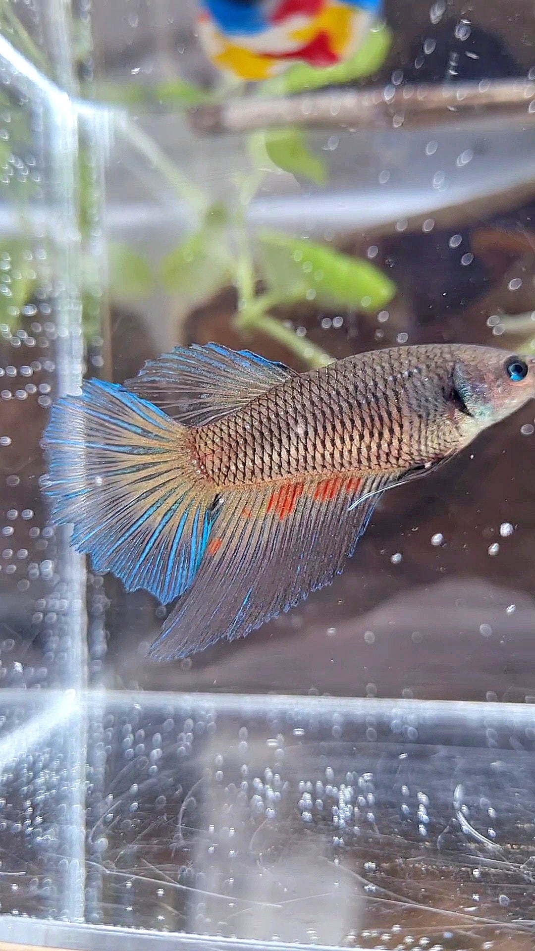FEMALE HALFMOON BLACK VANDA DARK BETTA FISH