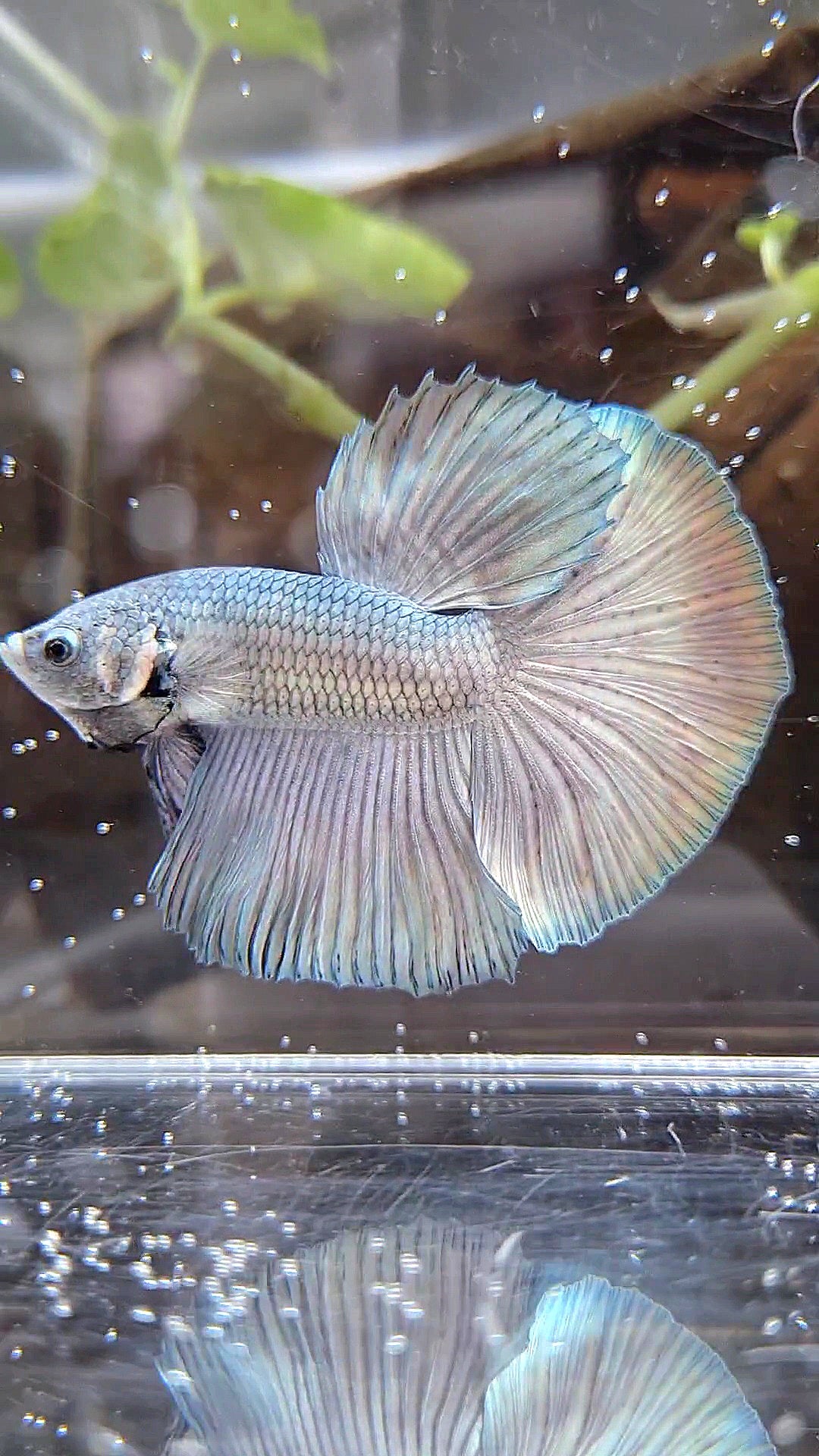 HALFMOON SUPER COPPER SOLID BETTA FISH