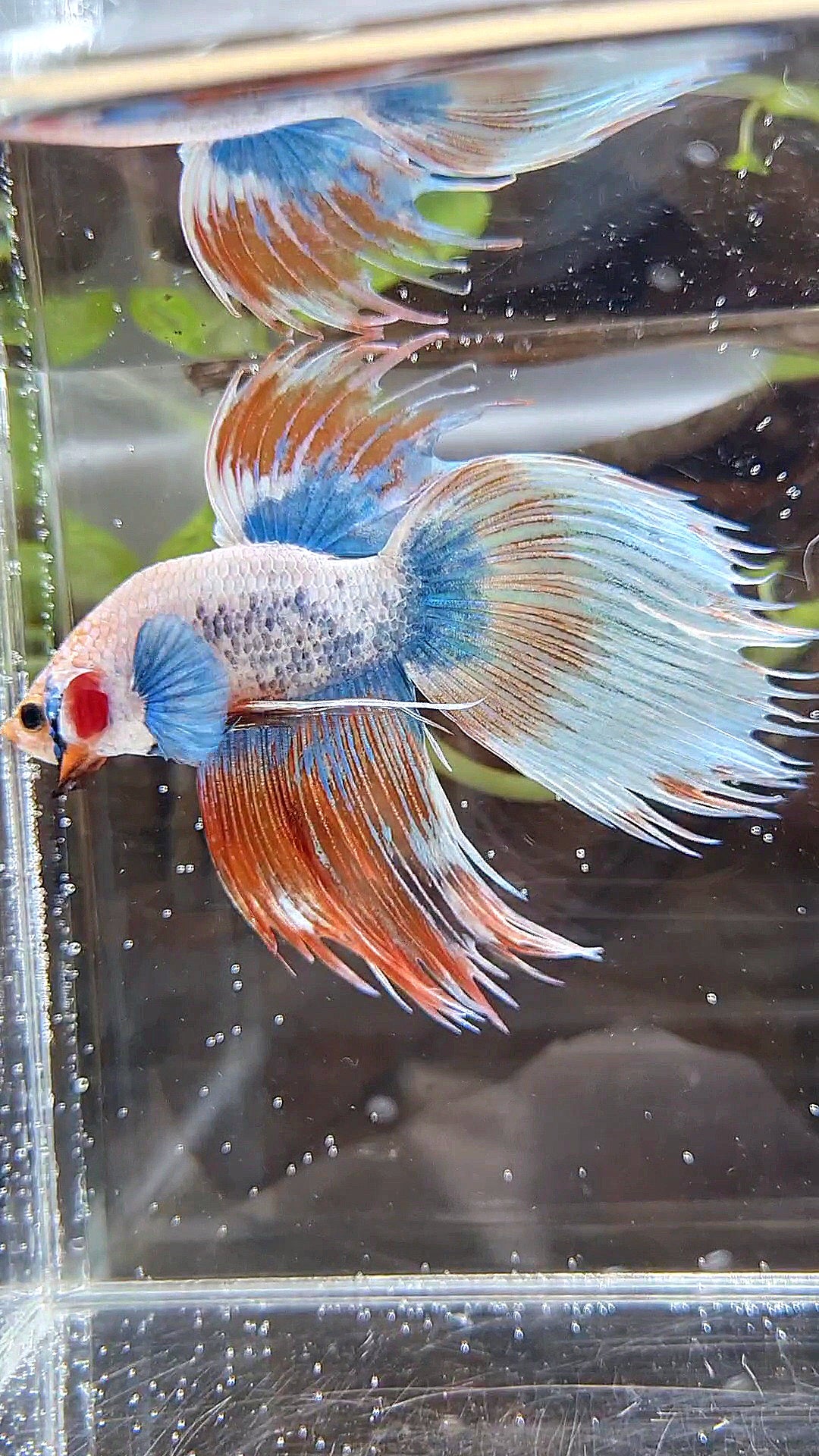 COMP ๐
XL VEILTAIL CROWNTAIL ORANGE MASCOT PATTERN BETTA FISH