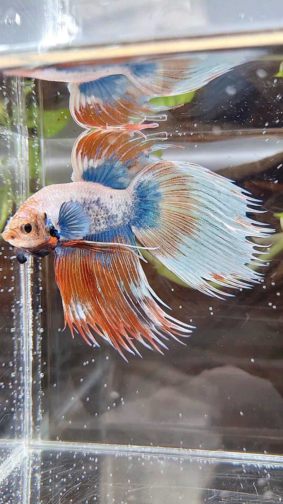 COMP ๐
XL VEILTAIL CROWNTAIL ORANGE MASCOT PATTERN BETTA FISH