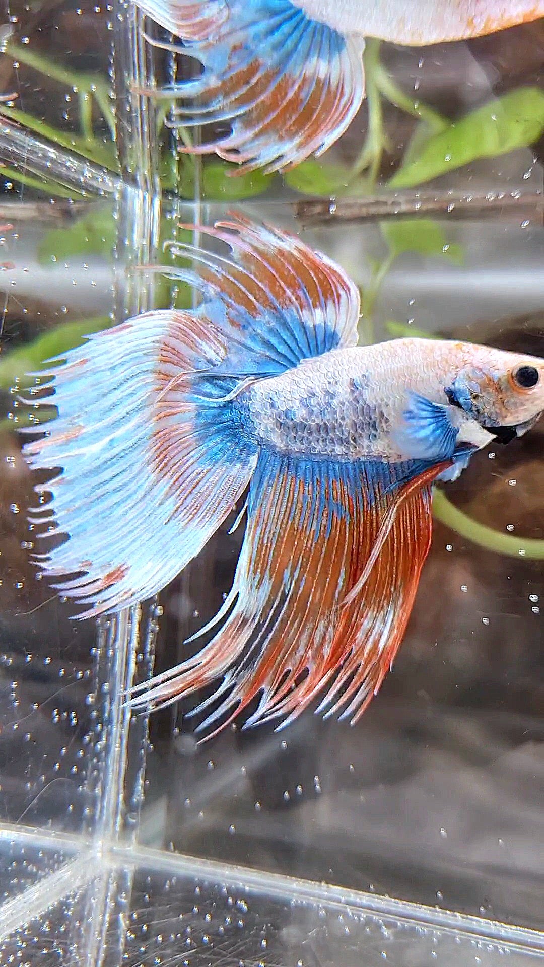 COMP ๐
XL VEILTAIL CROWNTAIL ORANGE MASCOT PATTERN BETTA FISH