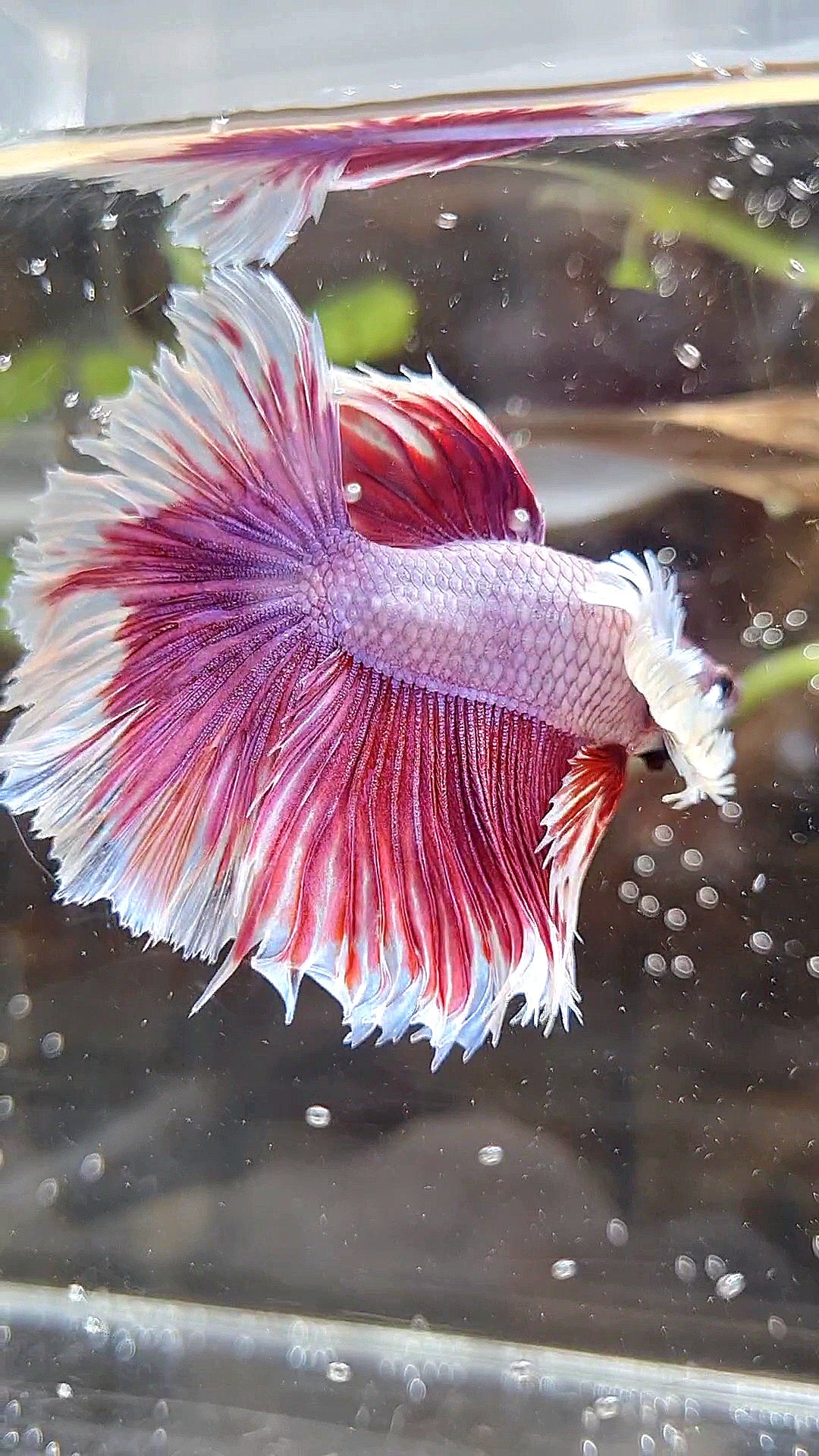 HALFMOON DUMBO EAR ROSETAIL PINK BETTA FISH