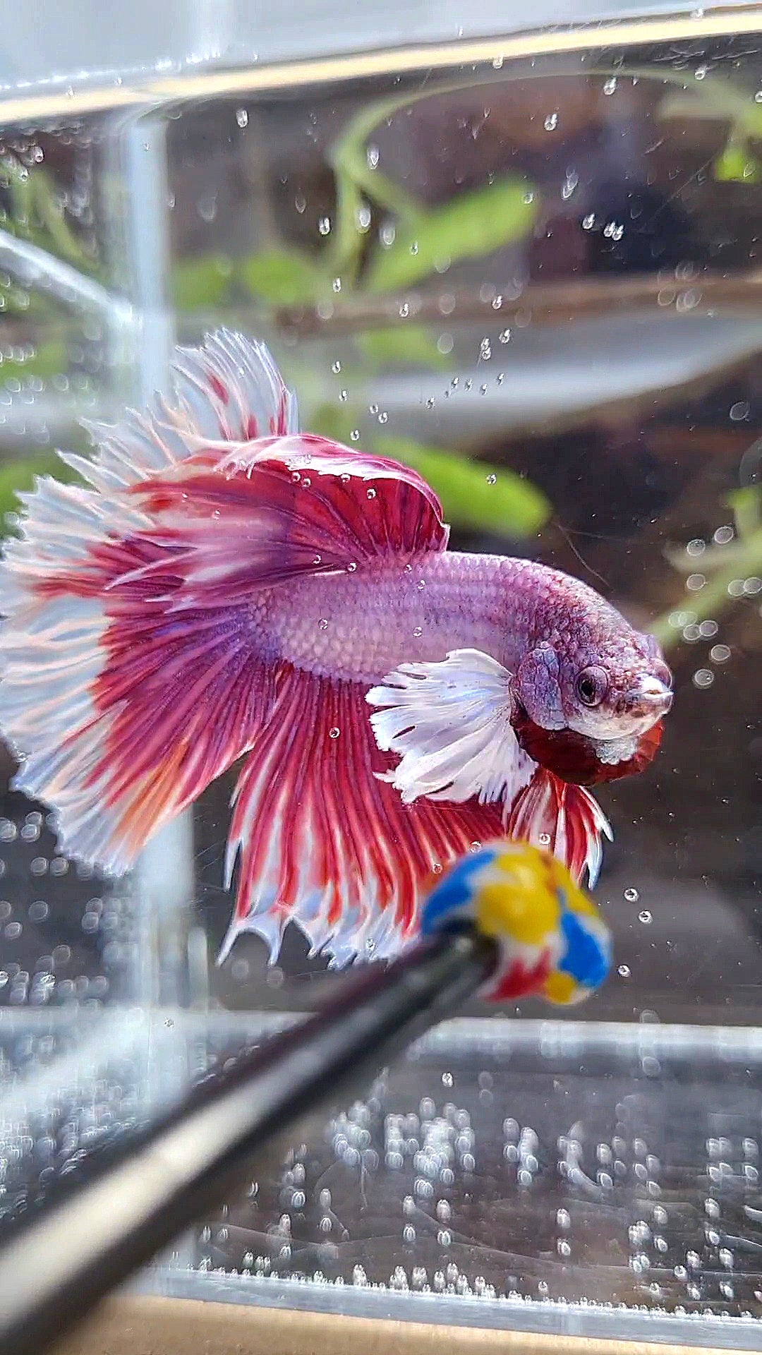 HALFMOON DUMBO EAR ROSETAIL PINK BETTA FISH