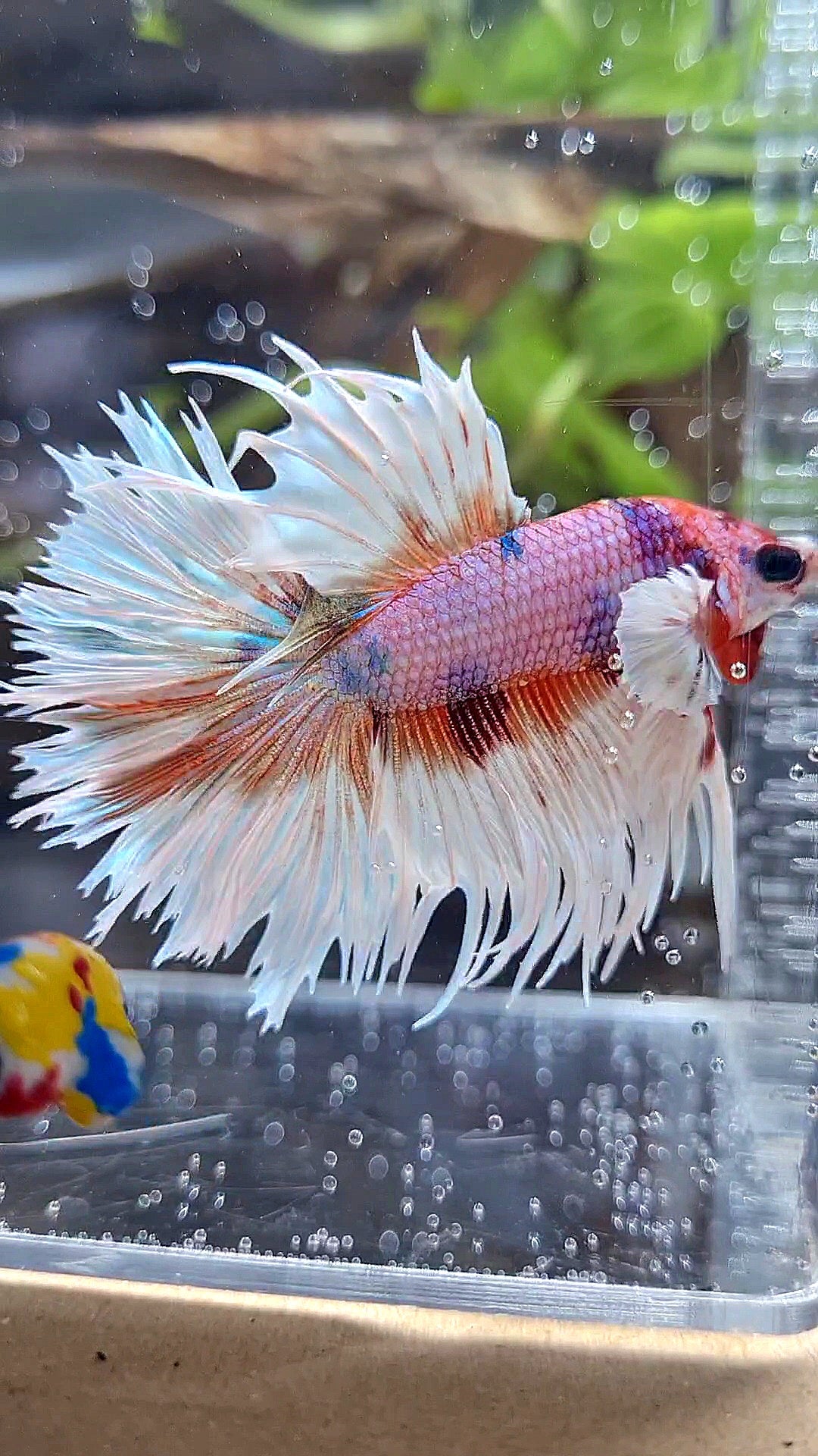 LUXURY CROWNTAIL HALFSUN DUMBO EAR ORANGE CANDY MULTICOLOR BETTA FISH