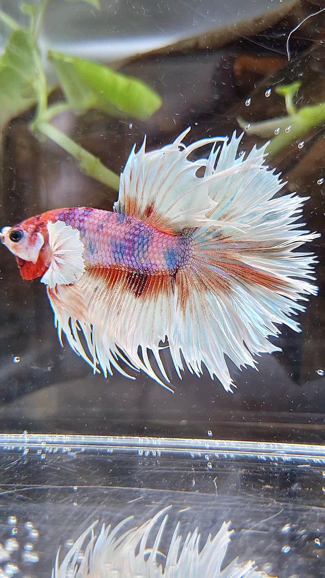 LUXURY CROWNTAIL HALFSUN DUMBO EAR ORANGE CANDY MULTICOLOR BETTA FISH