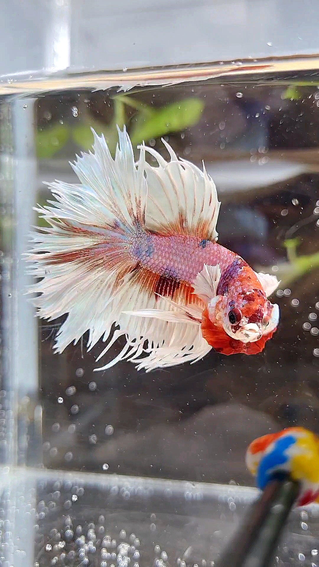 LUXURY CROWNTAIL HALFSUN DUMBO EAR ORANGE CANDY MULTICOLOR BETTA FISH