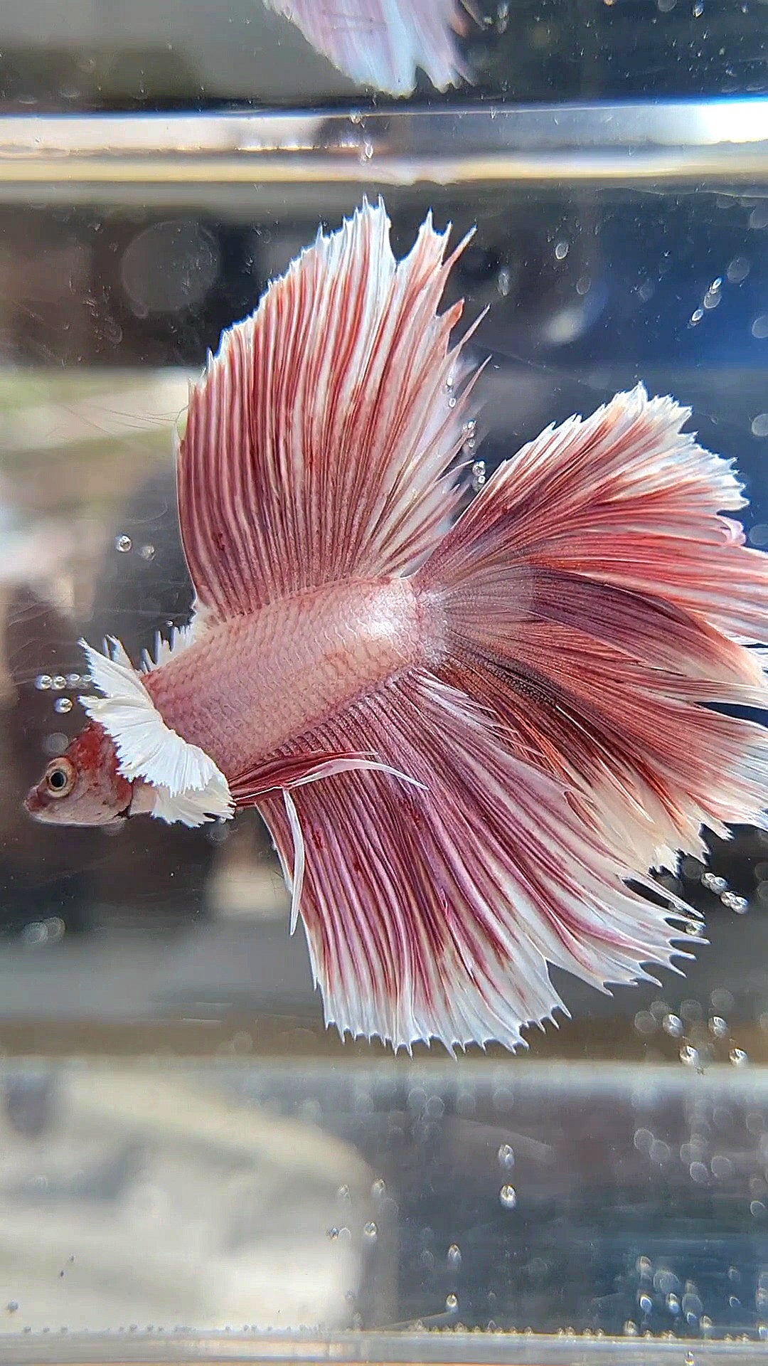 HALFMOON DOUBLE TAIL DUMBO EAR ROSEGOLD BETTA FISH